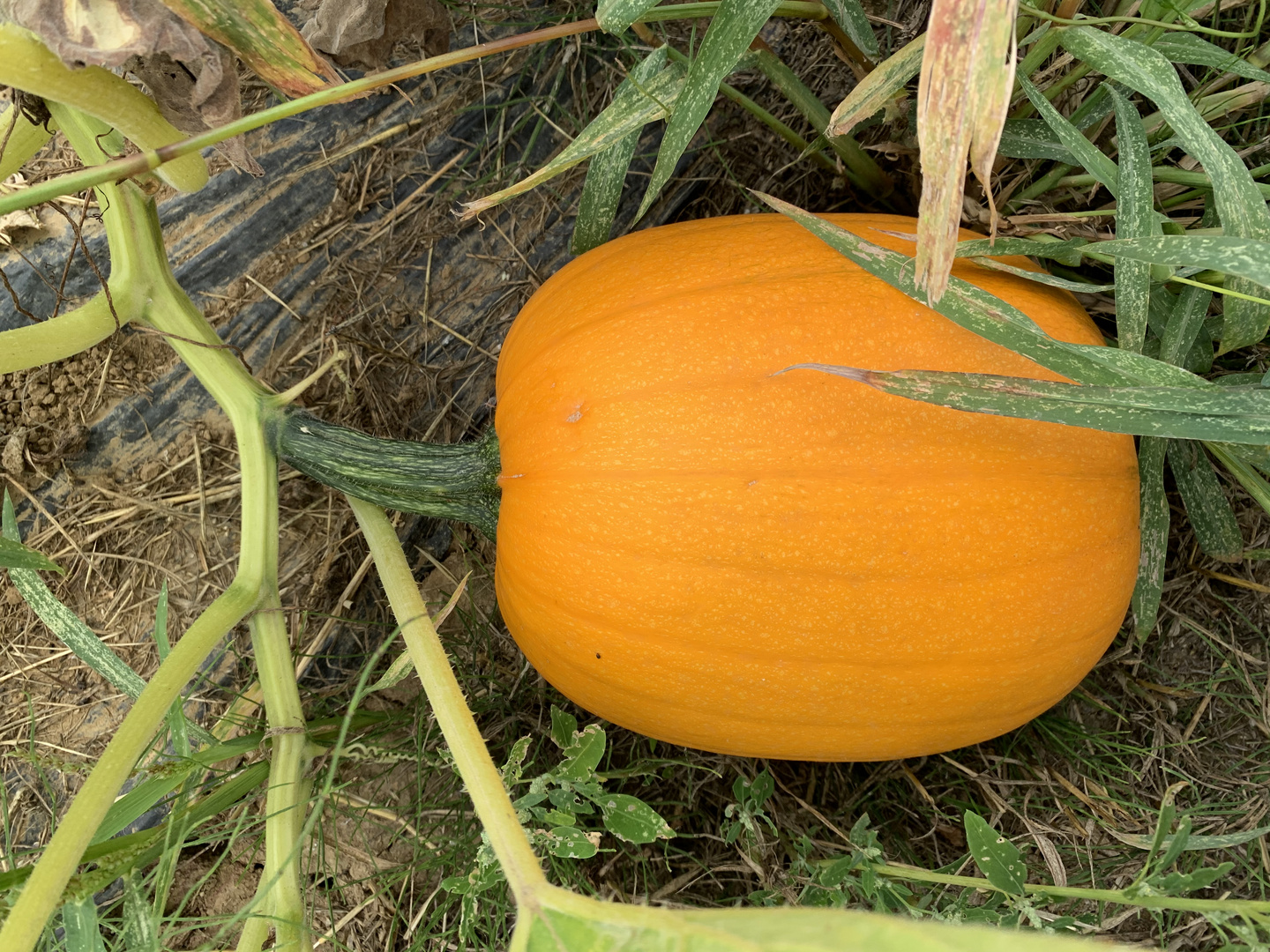 Jack O Lantern