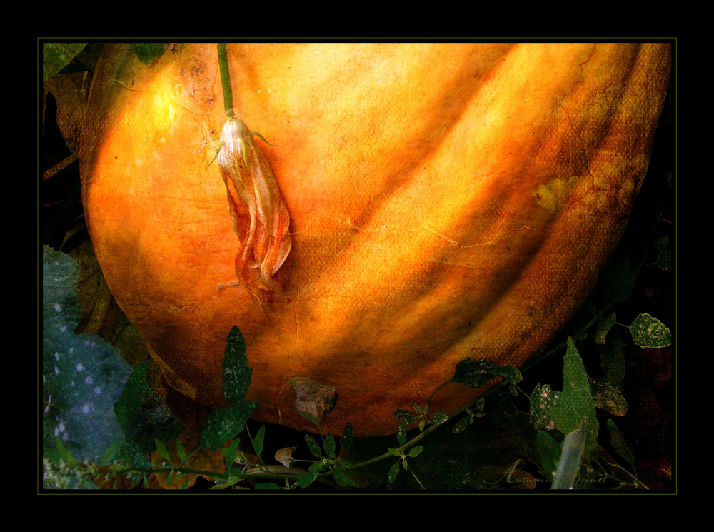 Jack O´Lantern    N° 2