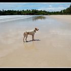 Jack on the beach