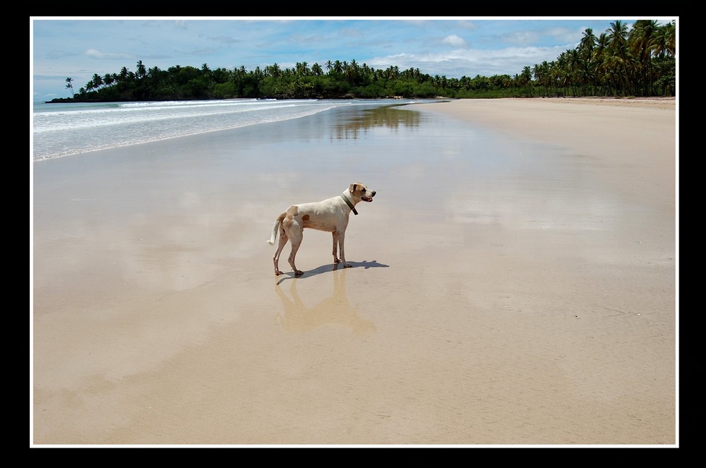 Jack on the beach