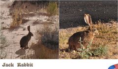 Jack Rabbit