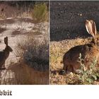 Jack Rabbit