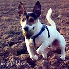 Jack Russel