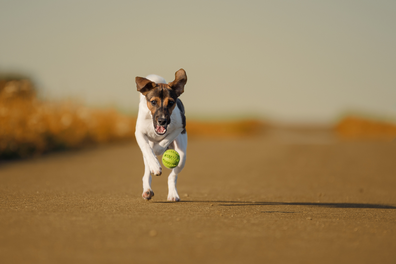 Jack Russel #1