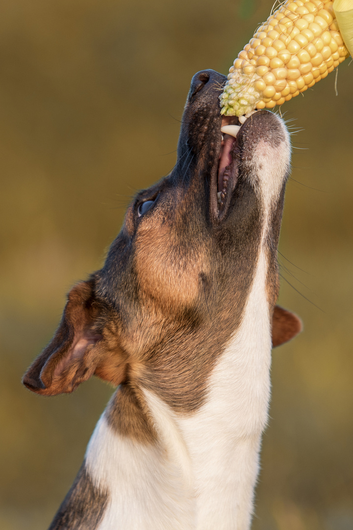 Jack Russel #2