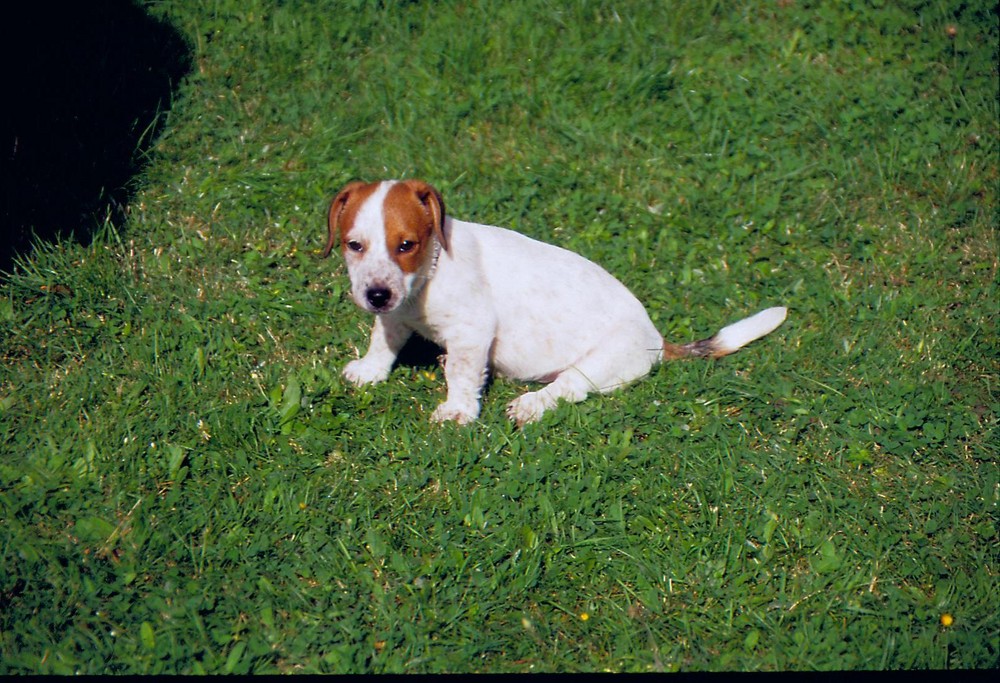 Jack Russel 2