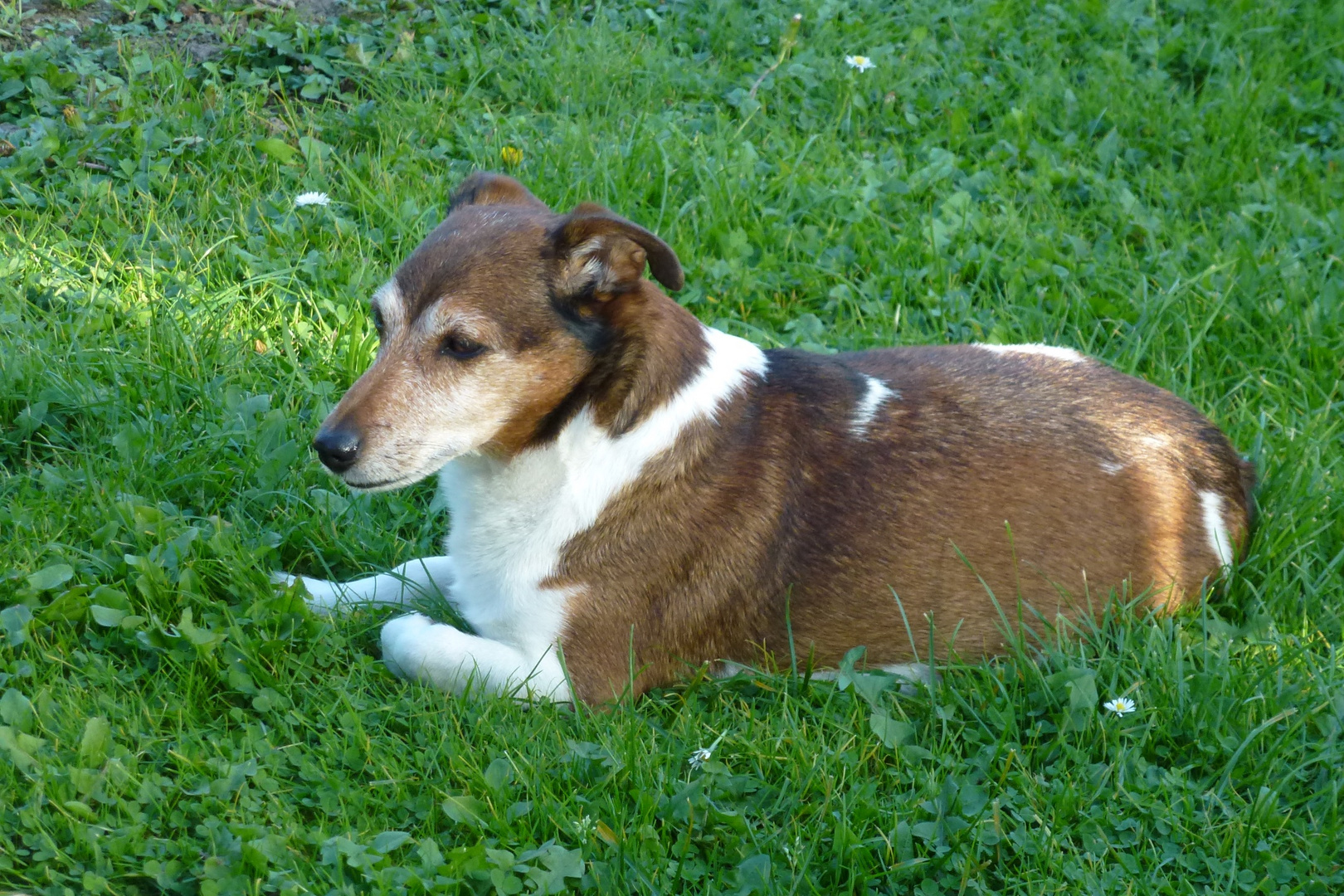 Jack Russel