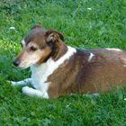 Jack Russel