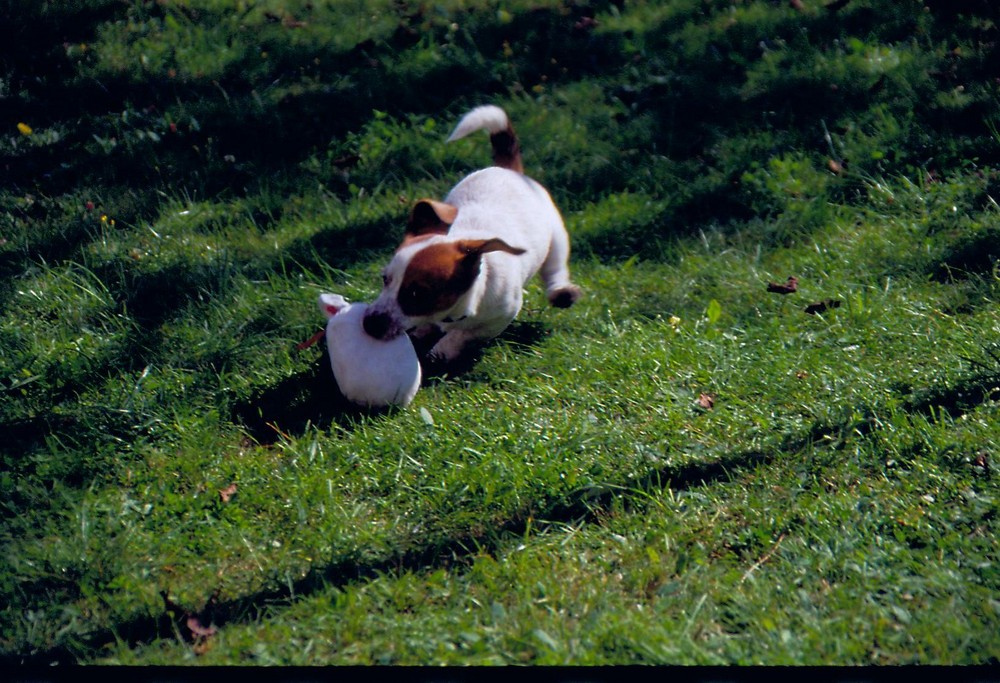 Jack Russel 3