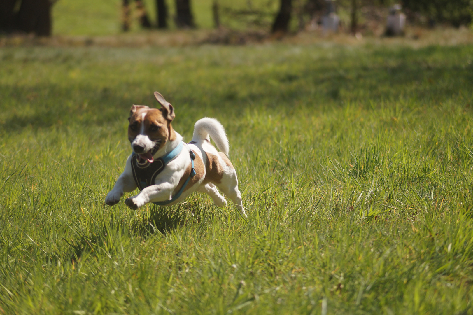 Jack Russel 