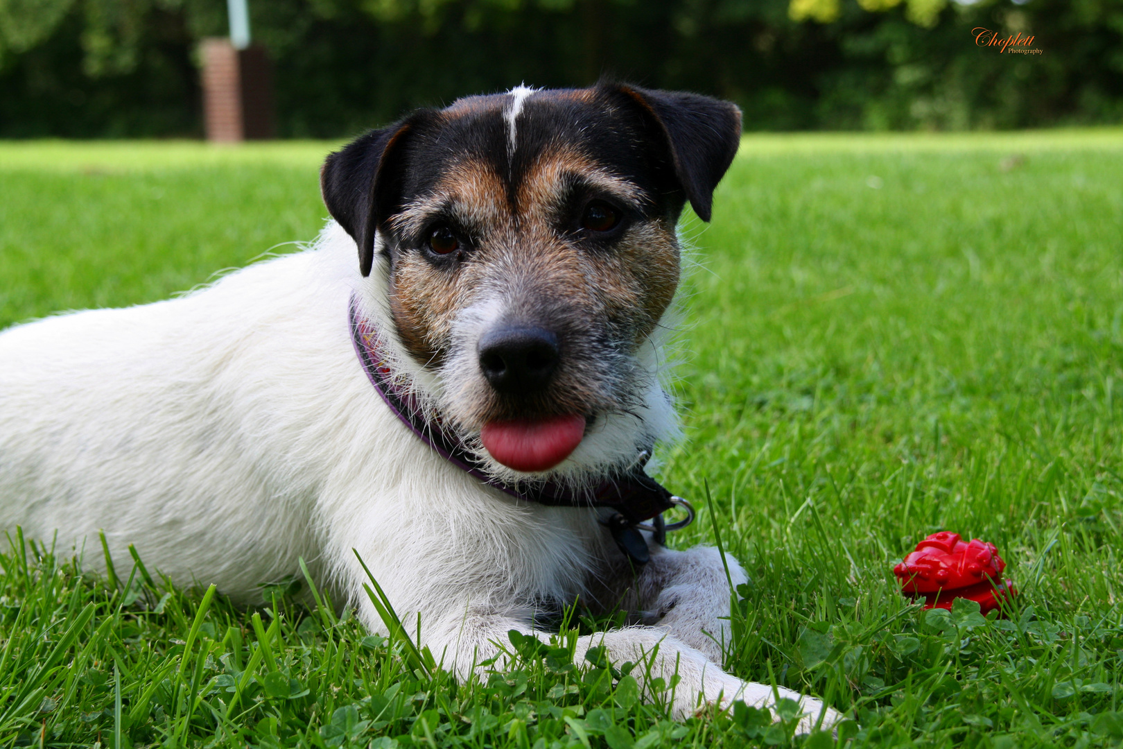 Jack Russel