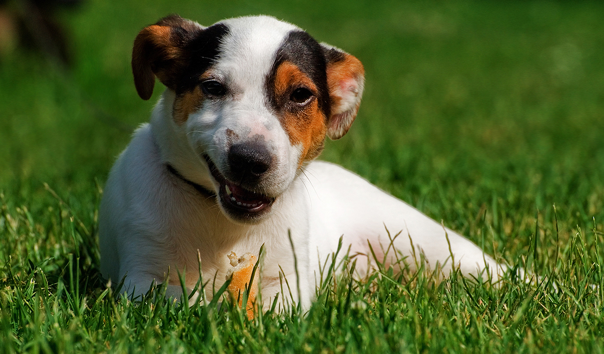 Jack Russel