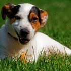 Jack Russel