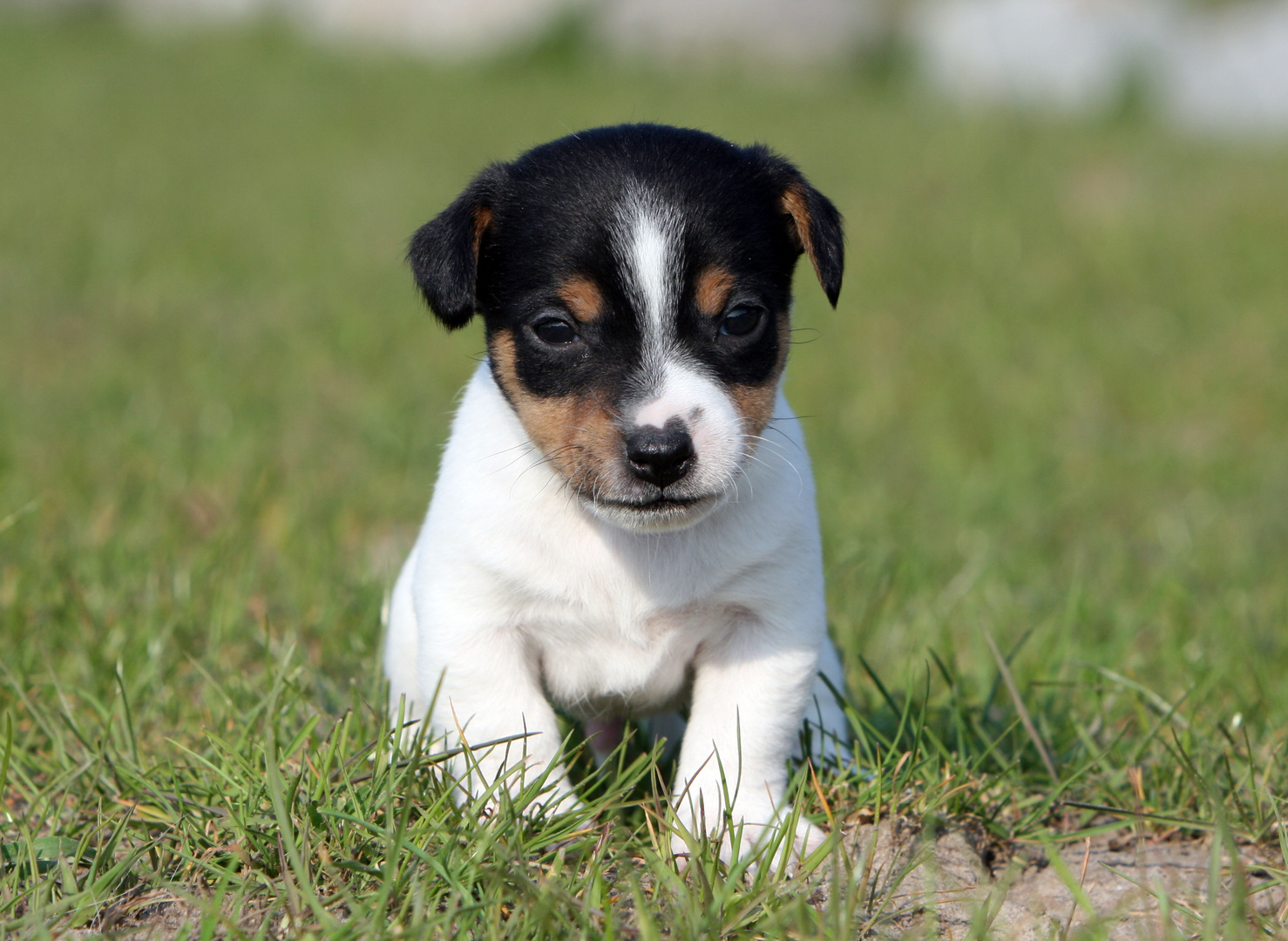 Jack Russel