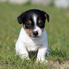 Jack Russel