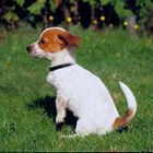 Jack Russel 5