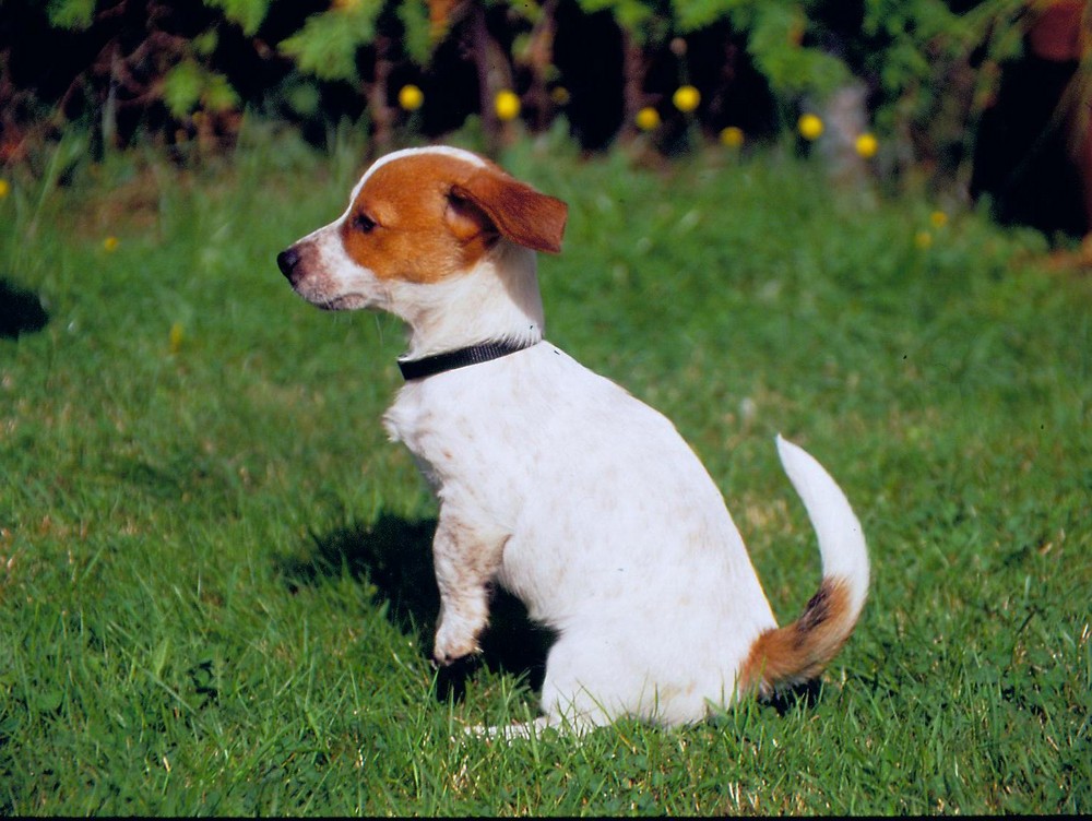 Jack Russel 5