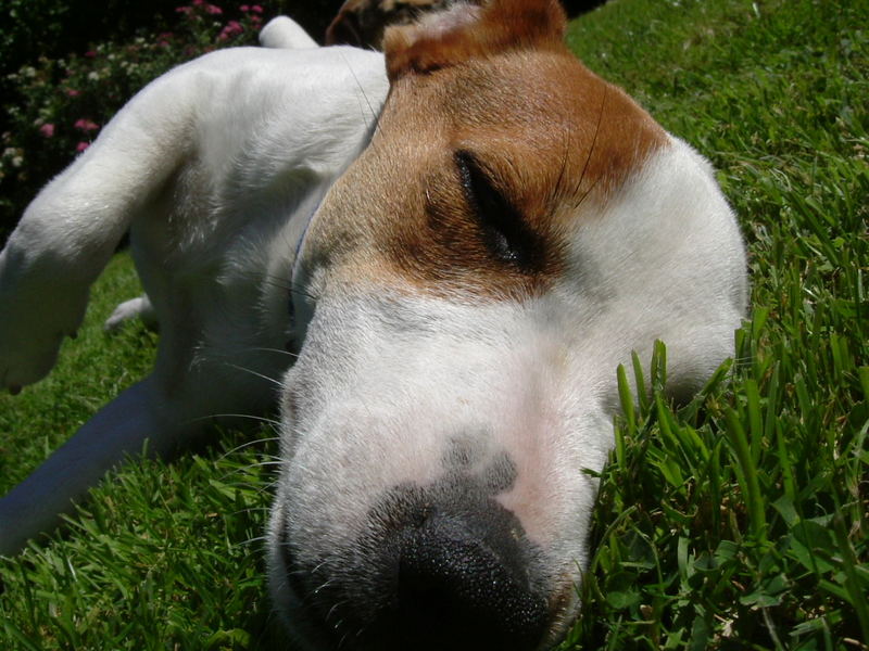 Jack Russel