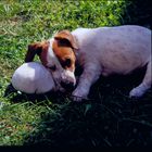 Jack Russel 7