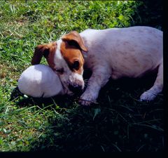 Jack Russel 7