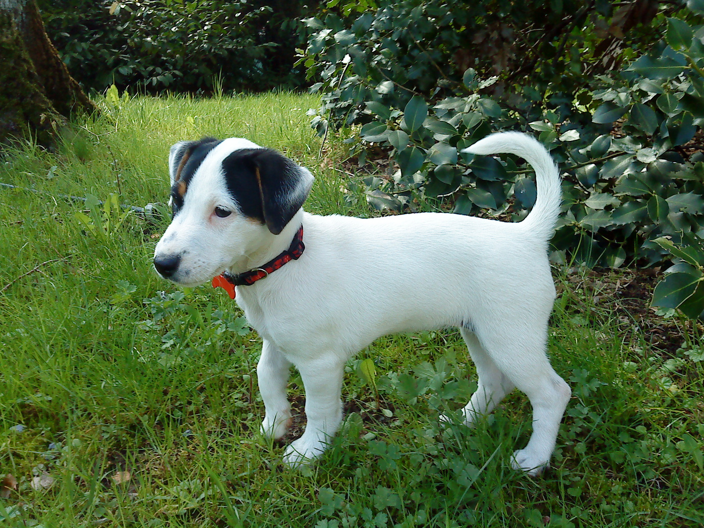 JACK RUSSEL