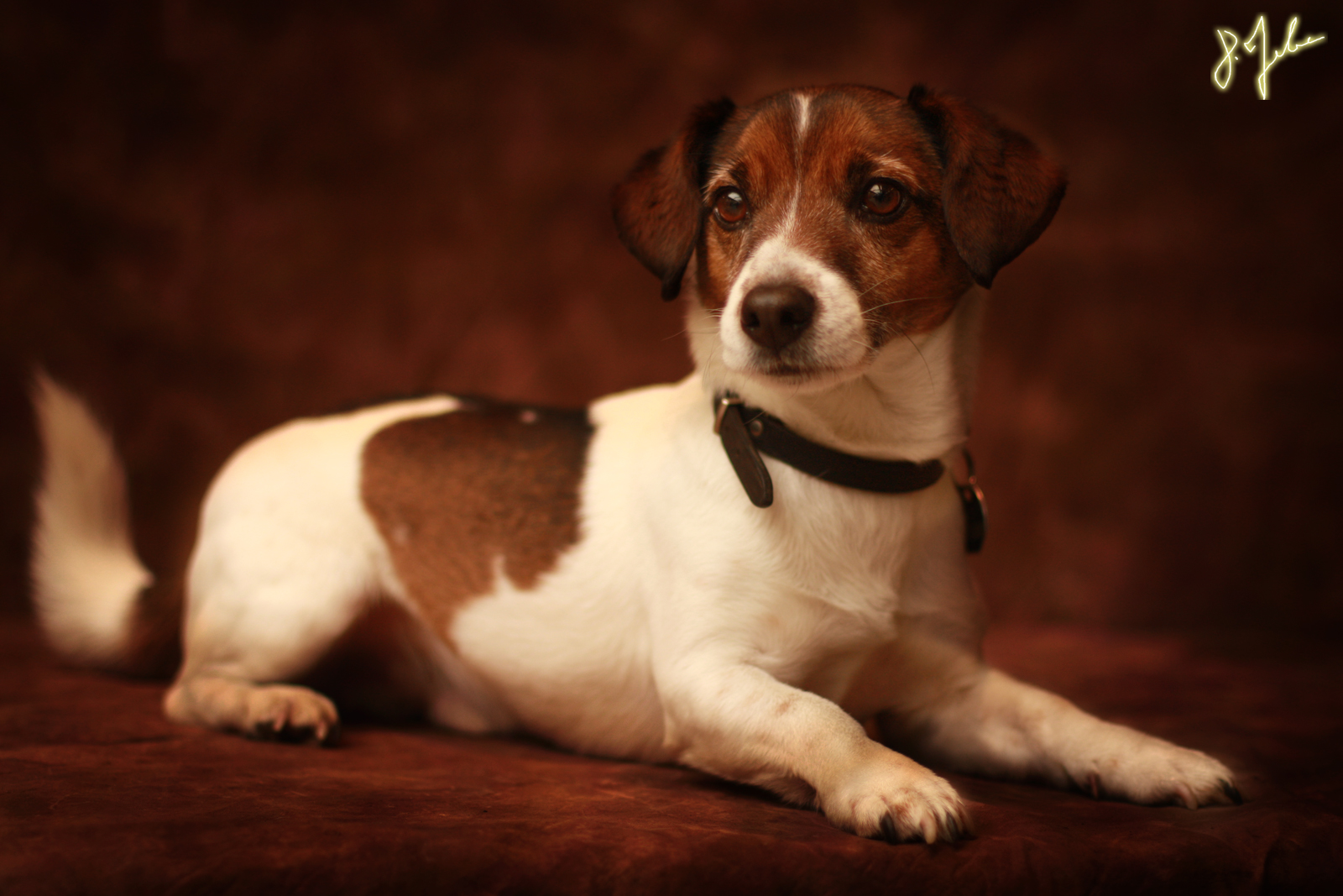 Jack Russel