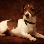 Jack Russel