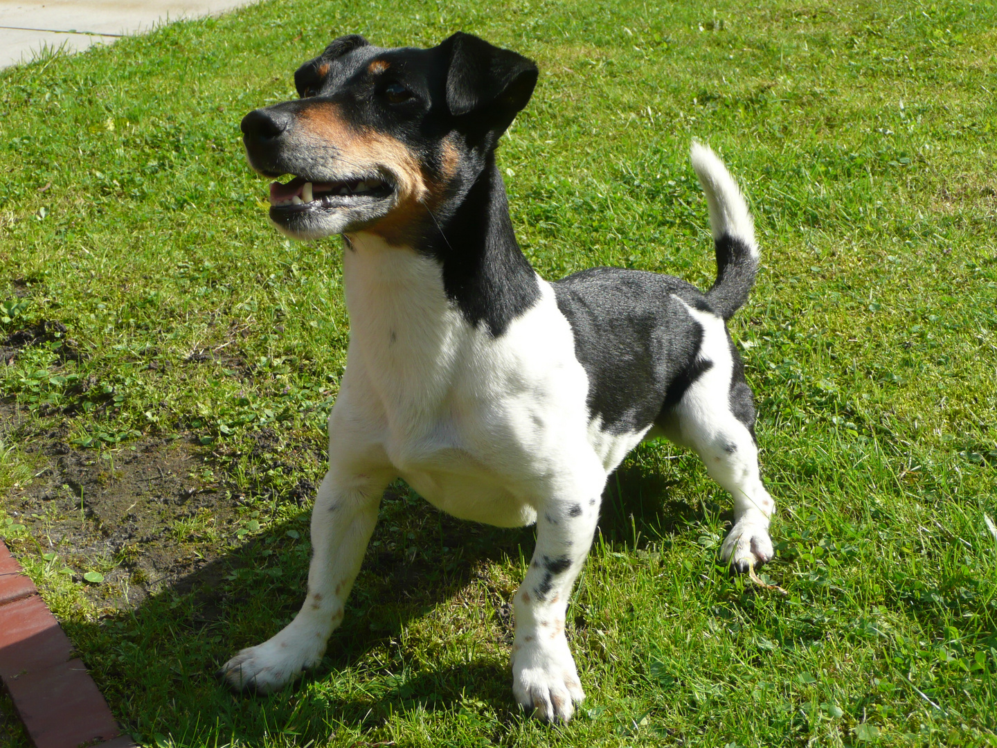 Jack Russel  "Achtung, wo ist der Ball"