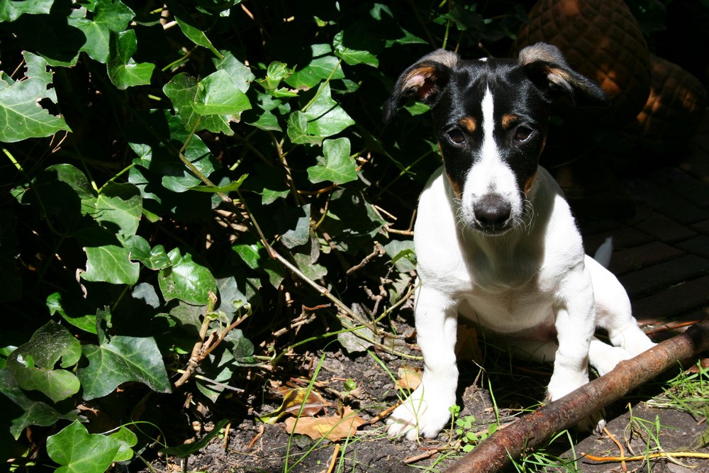 Jack Russel Baby