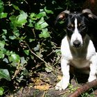 Jack Russel Baby