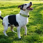 Jack-Russel Basti