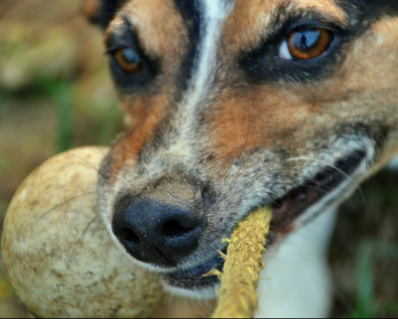 Jack Russel Benji - ganz verbissen - ich lass nicht los!