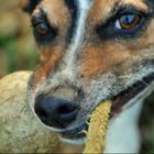 Jack Russel Benji - ganz verbissen - ich lass nicht los!