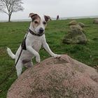 Jack Russel Best Model