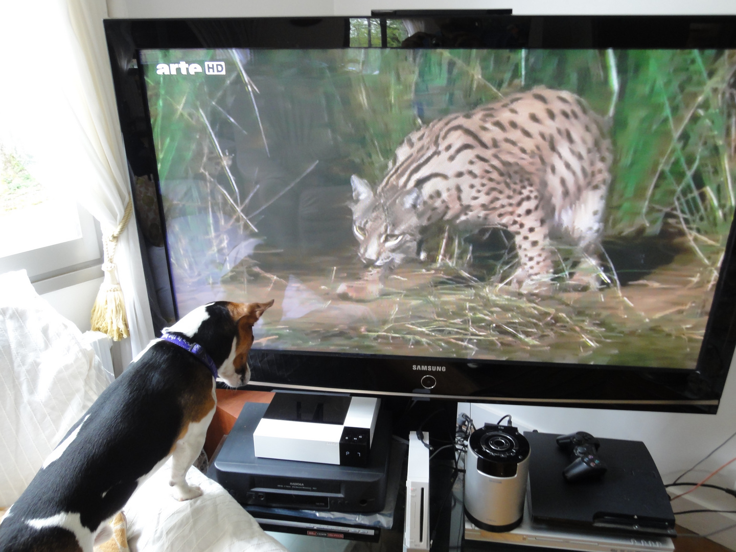 jack russel contre lynx