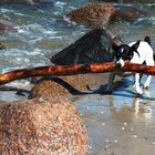 Jack Russel das Kraftpaket auf Rügen