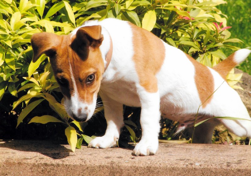 jack russel (diesel)