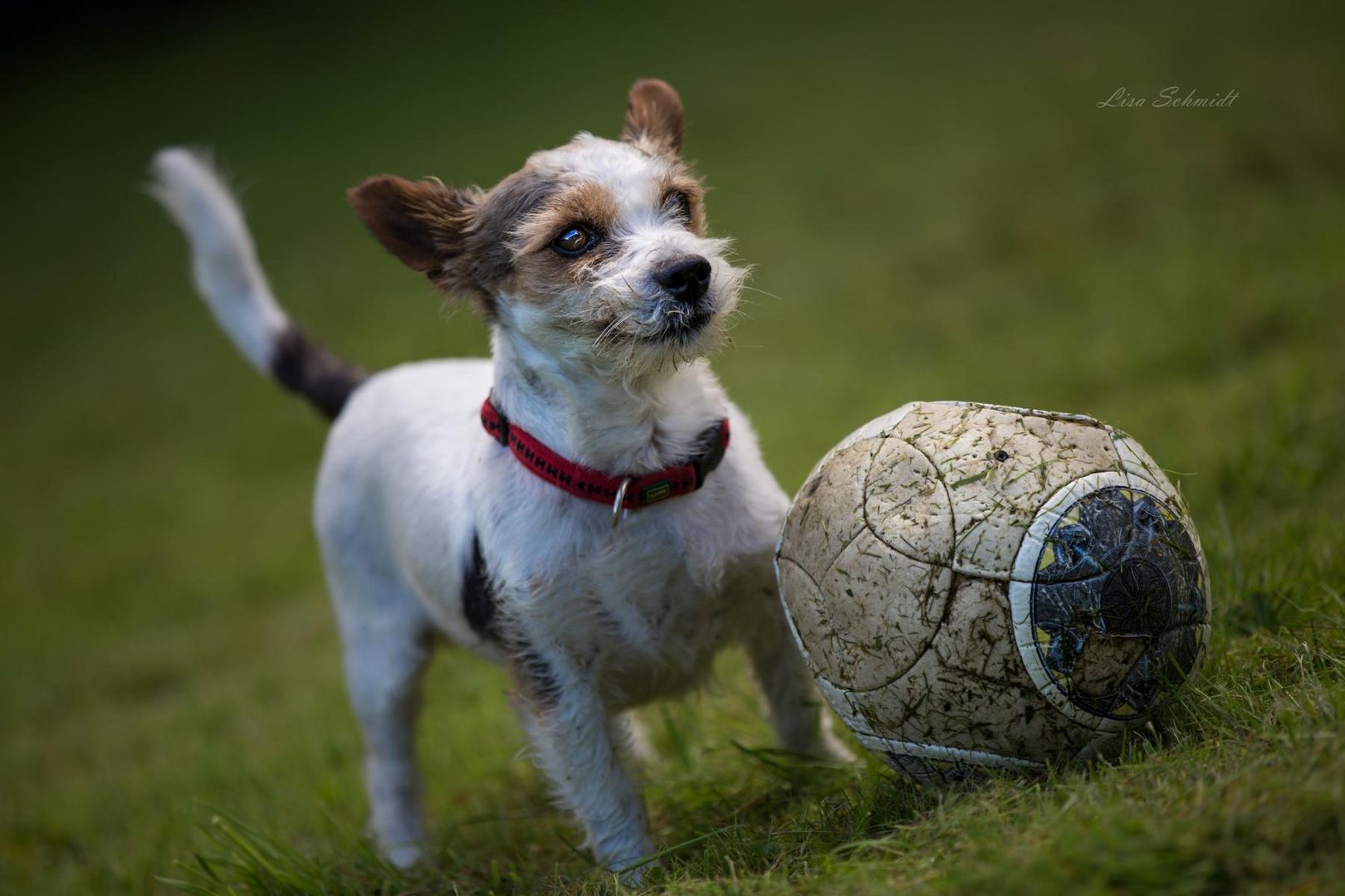 Jack Russel