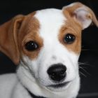 Jack Russel Face