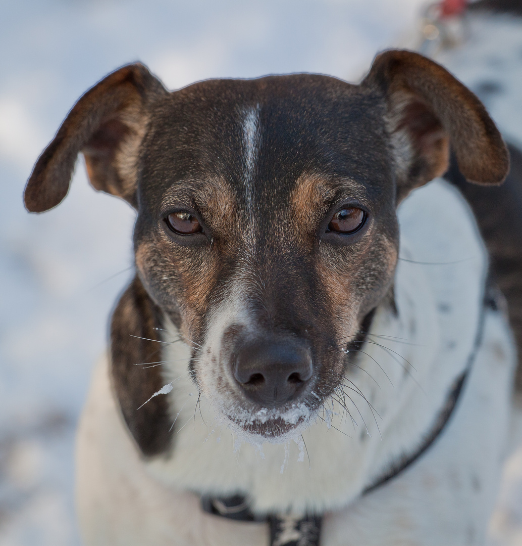 Jack Russel