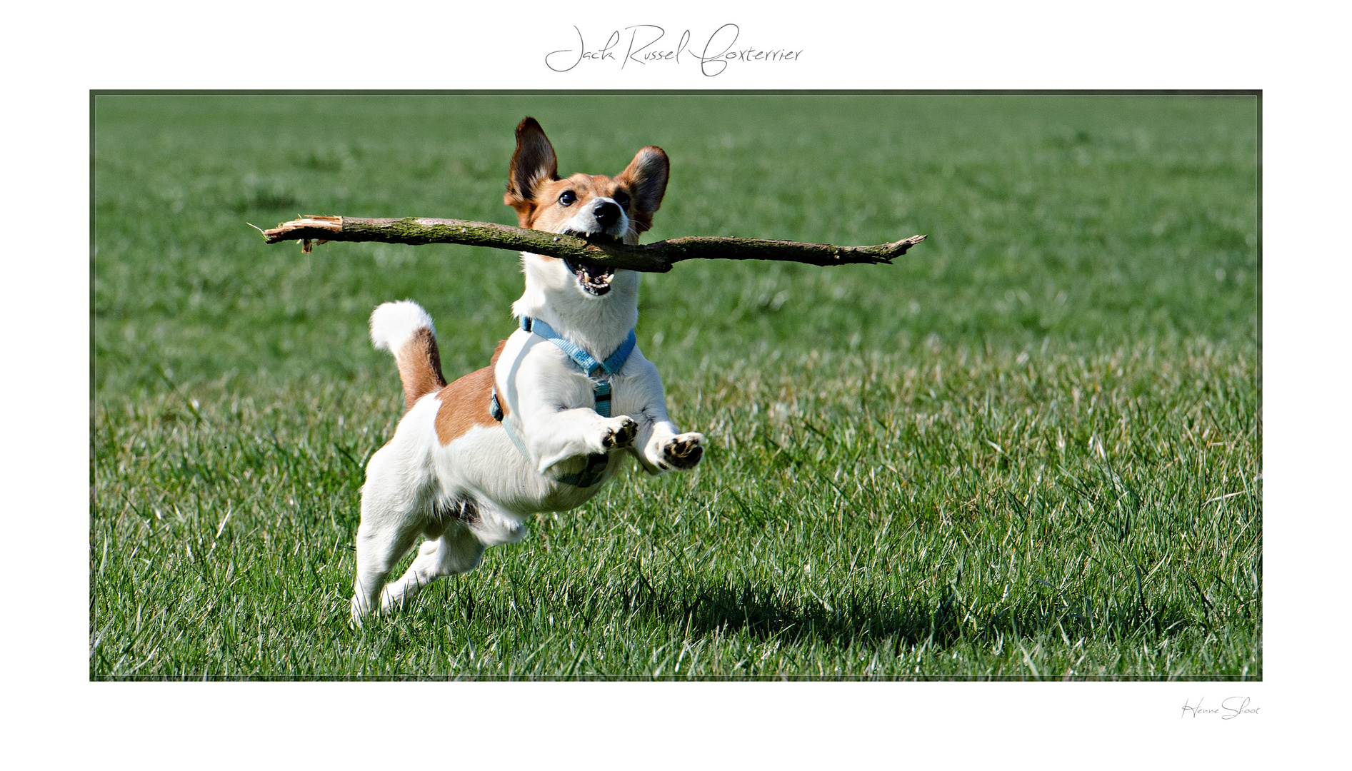 Jack Russel Foxterrier