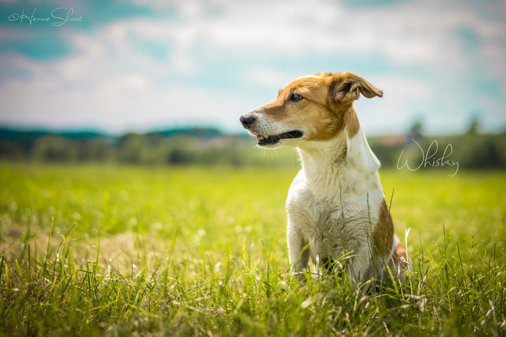 Jack Russel Foxterrier 2