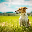 Jack Russel Foxterrier 2