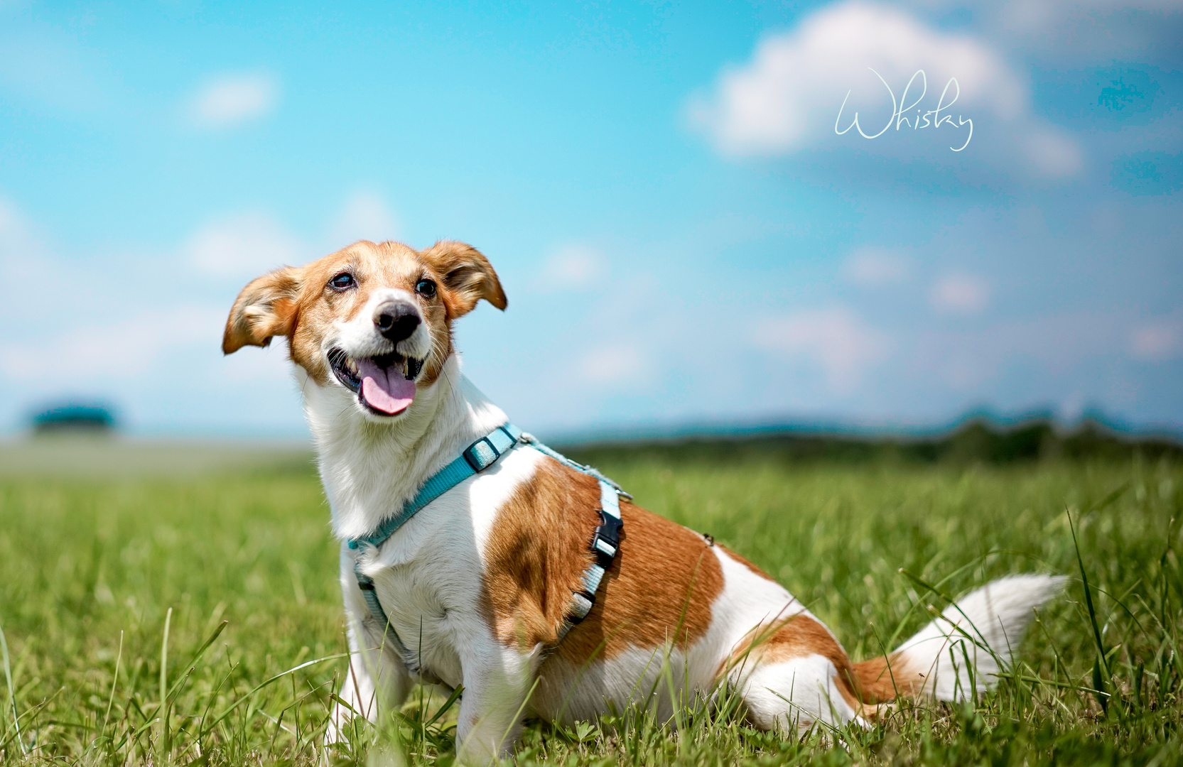 Jack Russel Foxterrier 3