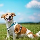 Jack Russel Foxterrier 3