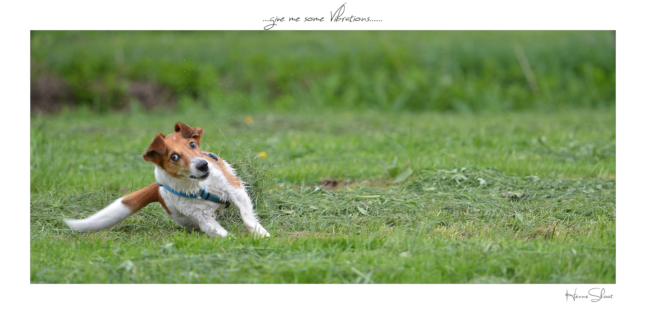 Jack Russel - Foxterrier