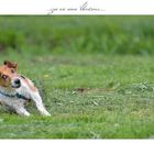 Jack Russel - Foxterrier