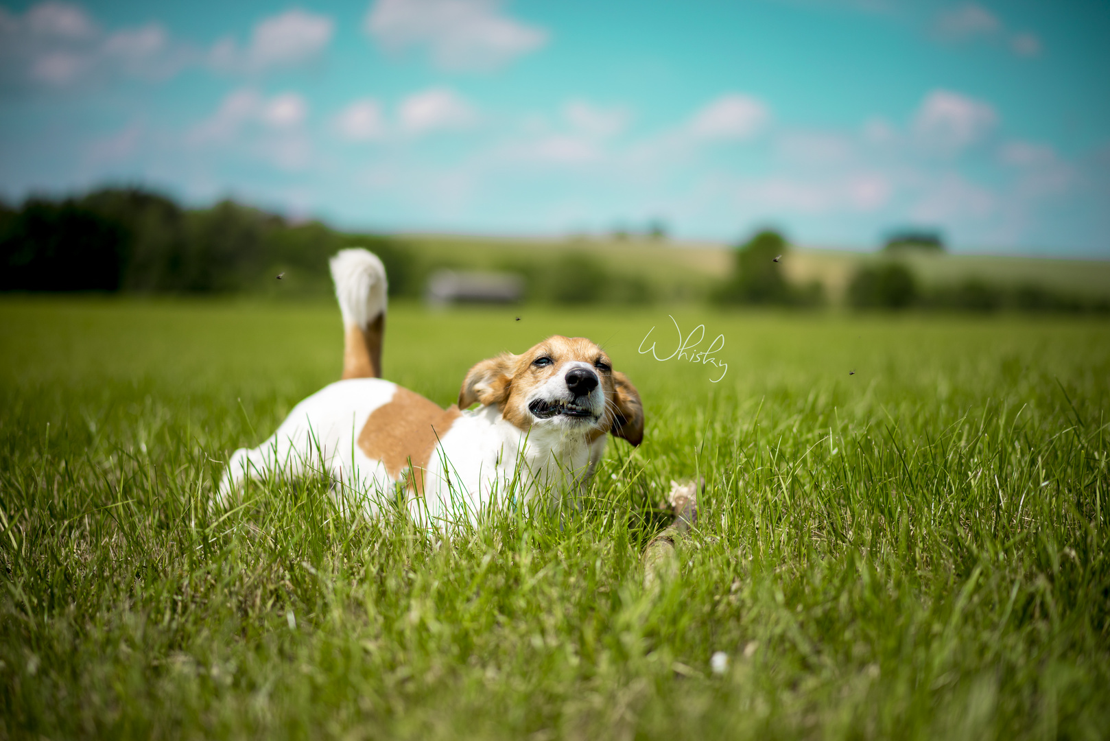 Jack Russel Foxterrier 6