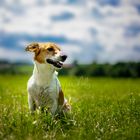 Jack Russel Foxterrier