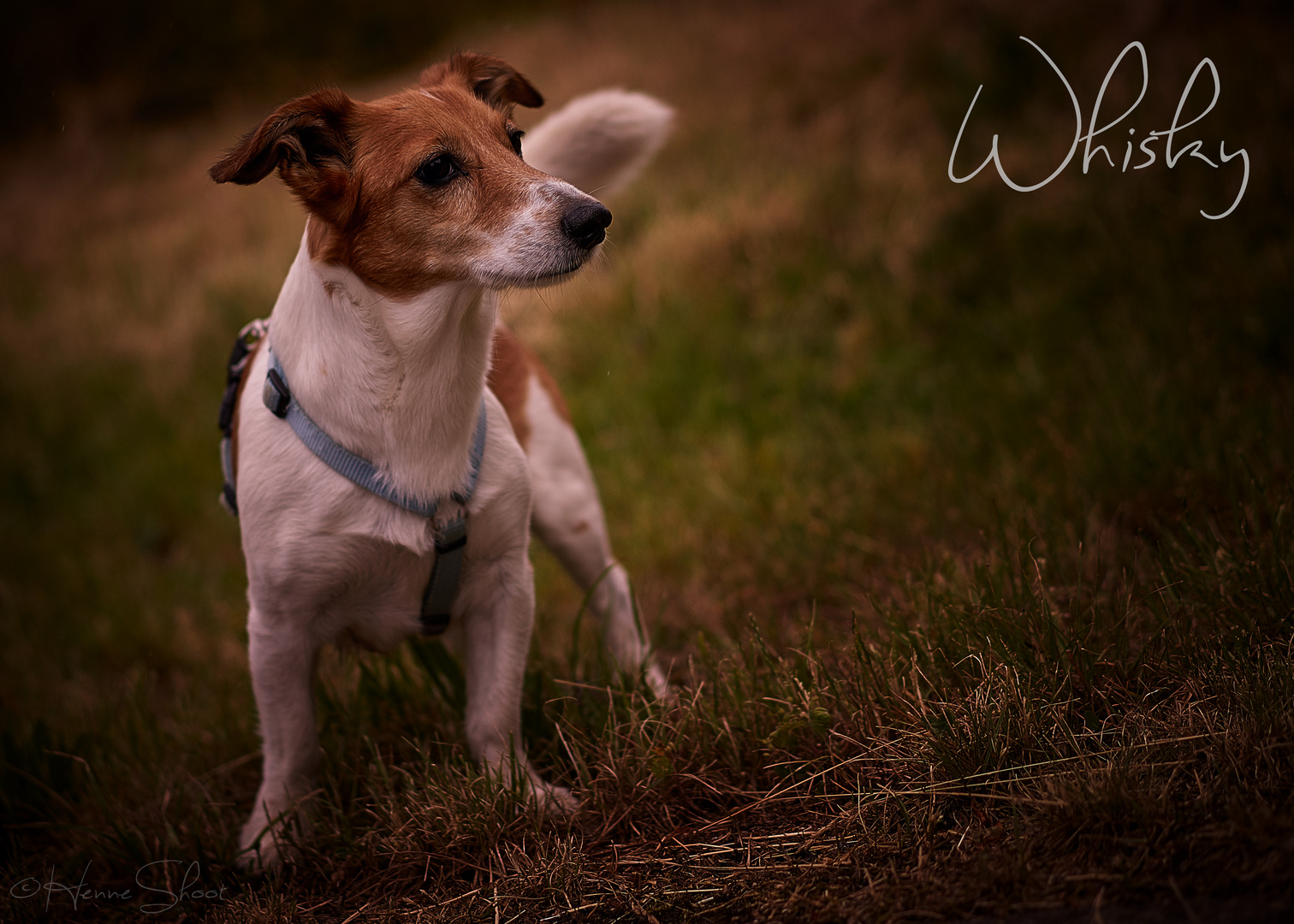 Jack Russel Foxterrier